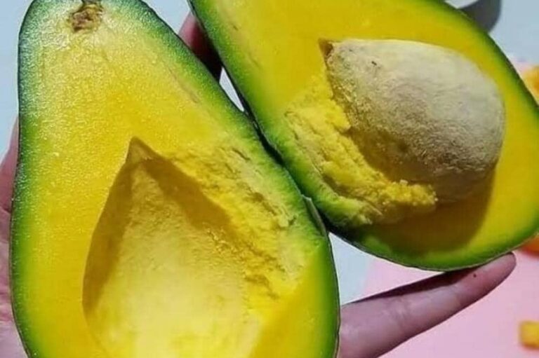 7 Jenis Alpukat dan Ciri Khas yang Membuatmu Ingin Mencoba Semuanya