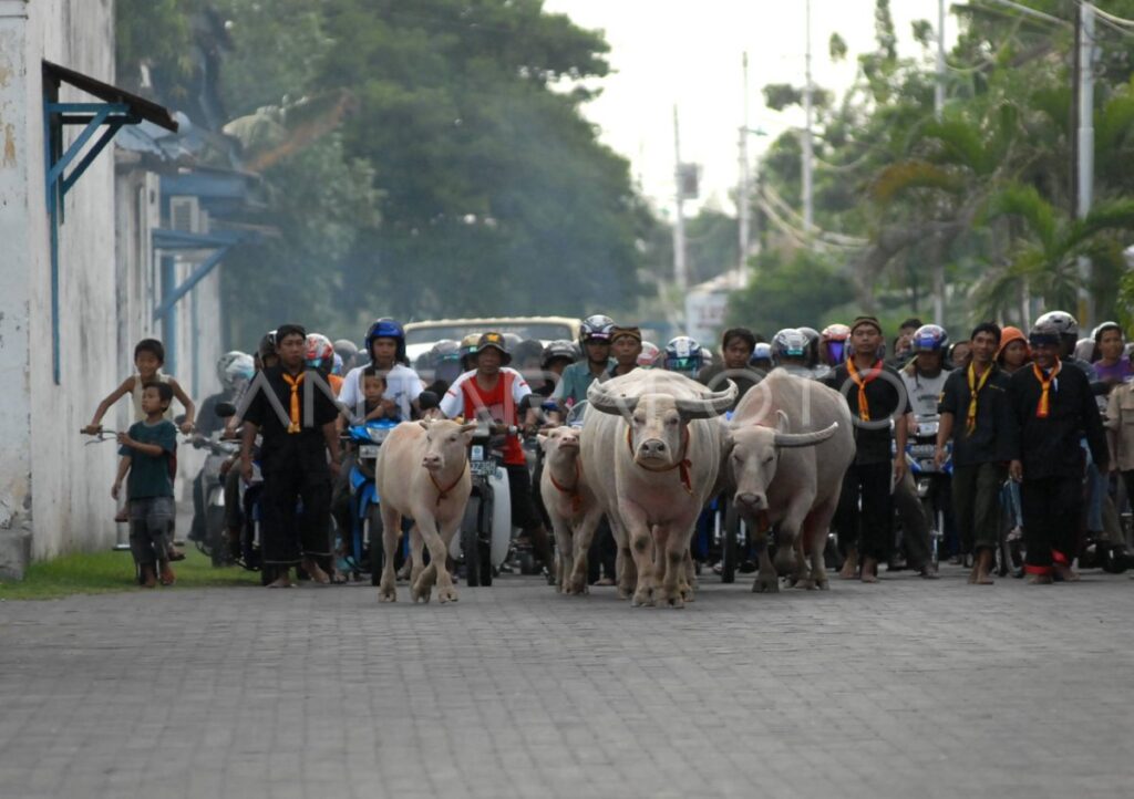 Ribuan warga Jepara antusias saksikan arak-arakan kerbau bule selama 1,1 km, Arini terpukau