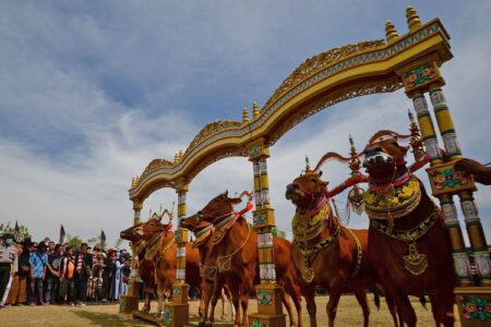 Mengenal Sapi Sonok, Kontes Kecantikan Sapi Betina Madura