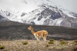 5 Fakta Menarik Peru, Negeri Peradaban Inca Legendaris