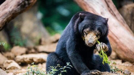 Harga Tiket Taman Safari Bogor Mei 2026, Promo Sore Mulai Rp150 Ribu