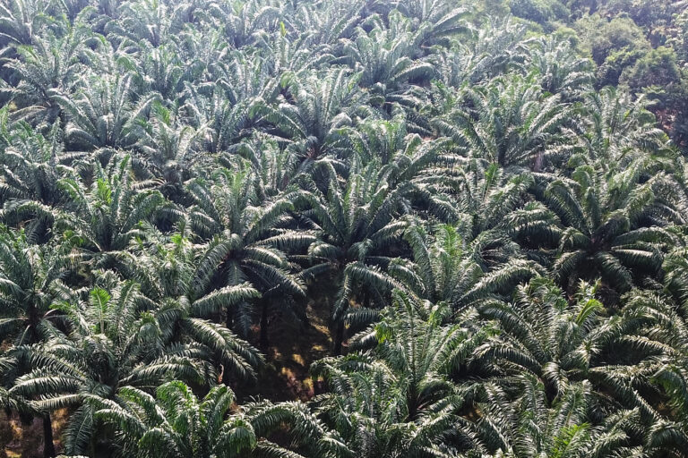 Pemerintah Diminta Perbaiki Harga Sawit untuk Sukses B50