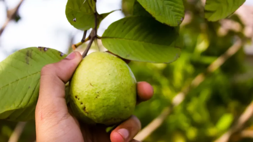 10 Manfaat Jus Jambu Biji untuk Kesehatan dan Imunitas Tubuh