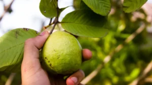 10 Manfaat Jus Jambu Biji untuk Kesehatan dan Imunitas Tubuh