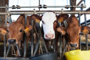 Benarkah Daging Grass Fed Lebih Sehat? Ini Fakta Penting!