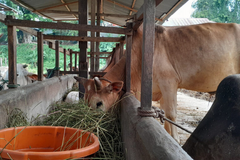 Niat berkurban lengkap dengan adab dan waktu doa