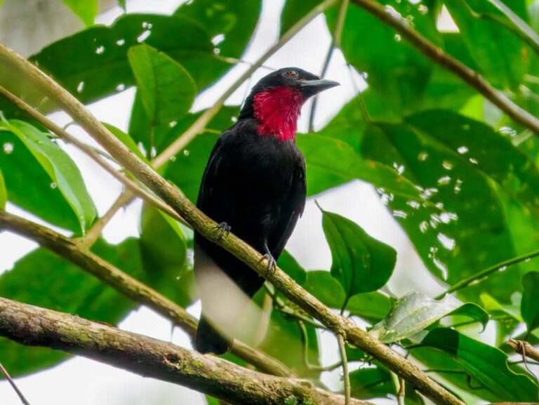 5 fakta menarik burung purple throated fruitcrow dengan tenggorokan ungu