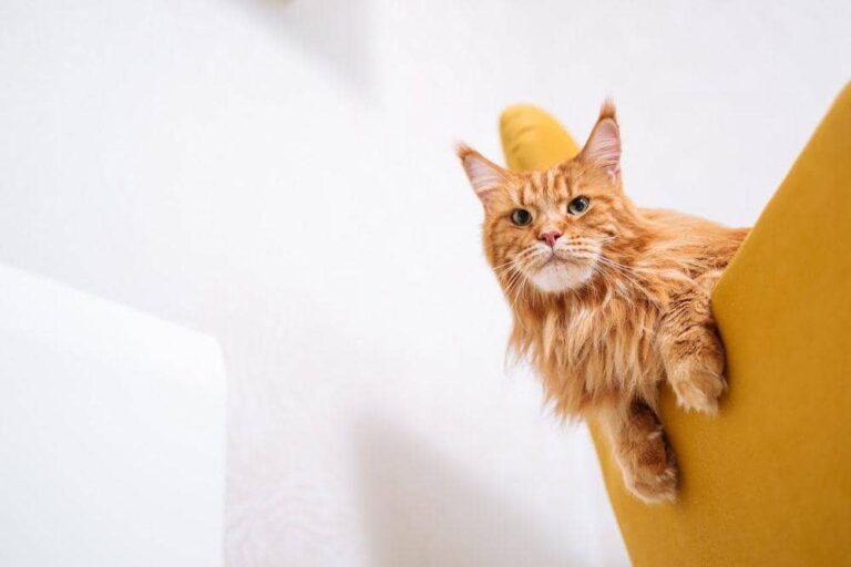 4 Fakta Asma pada Kucing, Ternyata Dipicu Asap Rokok!