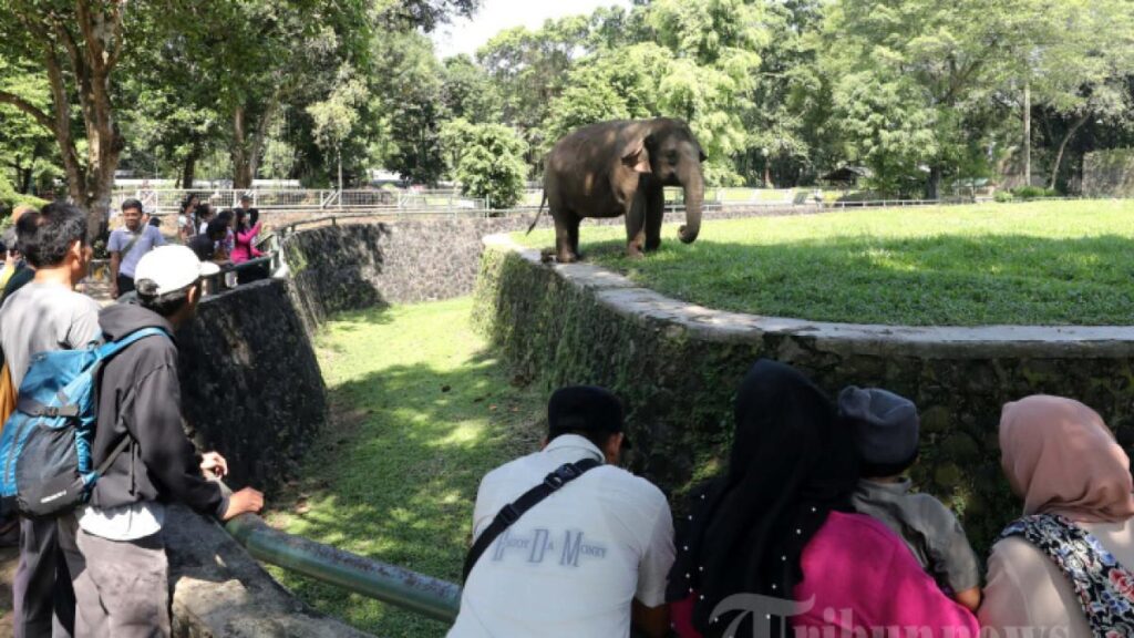 5 cara berkeliling Ragunan Jakarta tanpa lelah jalan kaki saat libur sekolah