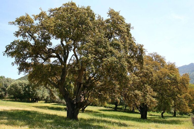 4 Fakta Menarik Pohon Quercus Suber yang Semakin Dikupas Malah Lebih Sehat