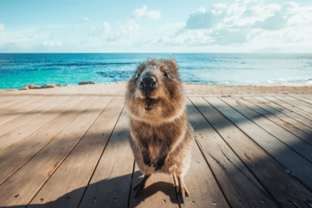 Destinasi Wisata Seru untuk Keluarga di Pulau Rottnest