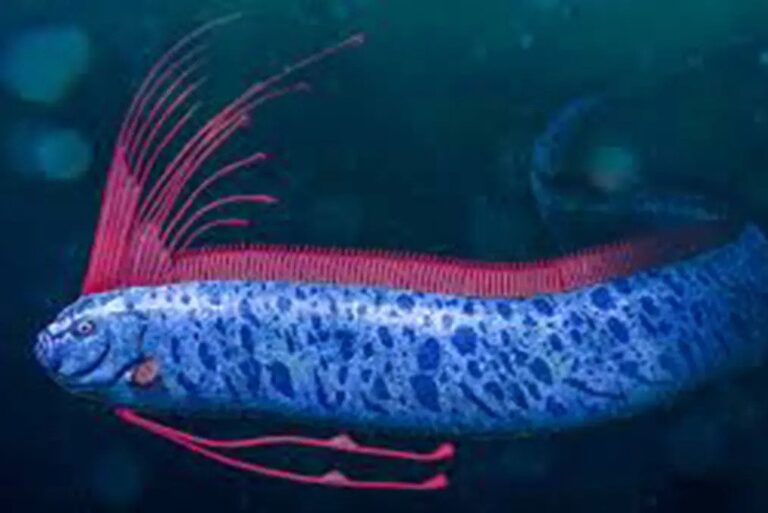 Fakta dan Mitos Ikan Oarfish, Tanda Kiamat Asli?