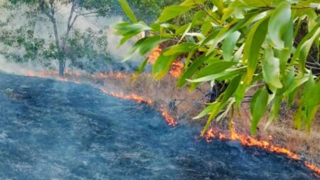 Kesaksian warga saat api mengamuk di Gunung Batur Bali, belasan hektare lahan di Karangasem terbakar